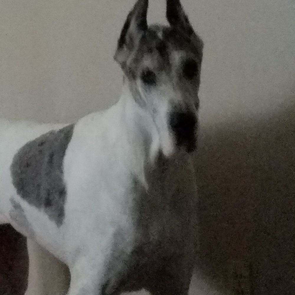 Meet your Posher, Roxy